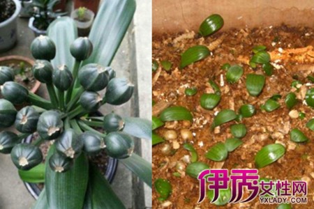 Understand the seed planting method of Cymbidium to let the flowers multiply smoothly.