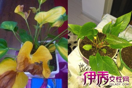 Understand the cause of the yellowing of Anthurium andraeanum leaves and find the root of the disease in order to cure it.