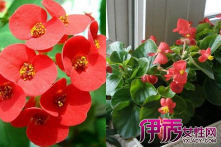 The Culture method of four Seasons Begonia mastered the cultivation method of four Seasons Begonia mastered the flowering time is longer