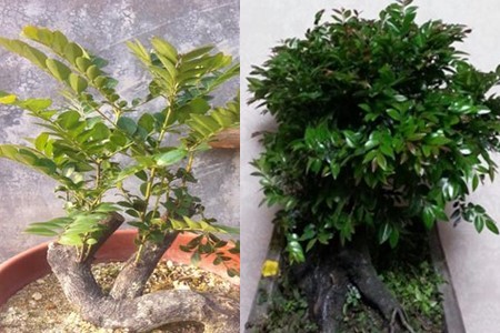 A few tips for raising red sandalwood bonsai in the sun