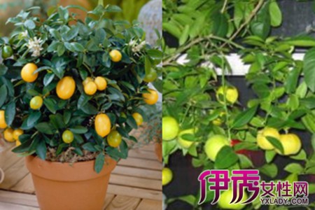 Learn how to cultivate potted lemons to make multidimensional plants grow in your own home.