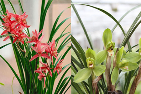 The cultivation of orchids in Yunnan should pay attention to four aspects to make it grow more beautiful and flourish.