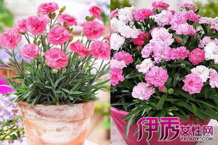 Learn how to raise carnations and make beautiful flowers bloom amazingly