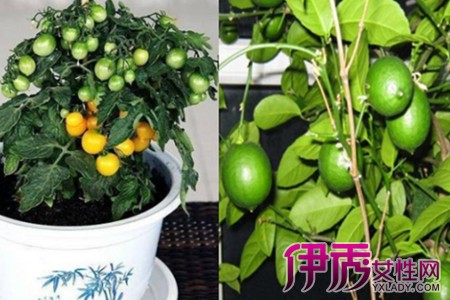 Understand the culture method of potted lemon so that domestic lemon can produce multi-dimensional fruit.