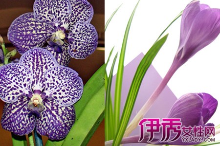 How to cultivate orchids to teach you to raise this kind of flower correctly