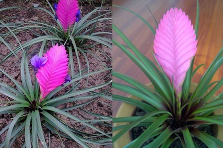 After the purple pineapple turns green, how to raise a trick to make you a master flower grower?