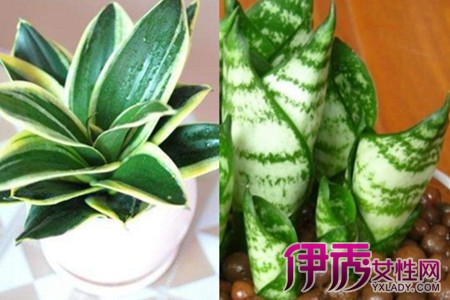 It is as simple as that to learn the cuttage method of Hu Pilan to make more domestic plants.