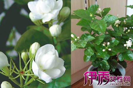 The cultivation methods of jasmine flowers are worth learning.