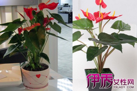 Know how to raise Anthurium andraeanum to make domestic flowers healthy and lush.