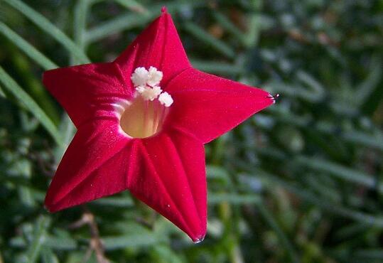 How to raise five-star flowers, the breeding methods and points for attention / sufficient light