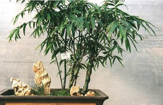 How to make and maintain the bonsai of Buddha belly bamboo, 5 plants are planted in one pot / reflect the natural charm