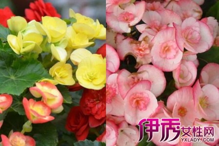 Know the reason why the edge of Rieger Begonia leaves is dry and master the correct method of breeding