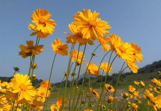 How to reproduce Chrysanthemum morifolium, the method of propagation / sowing / cutting / ramet