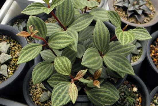 What if the leaves of Capsicum bungeanum turn yellow? environmental ventilation / supplementary light / reasonable water and fertilizer