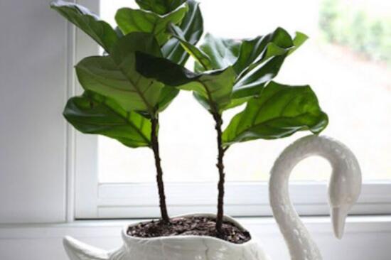 How to propagate Ficus angustifolia and two propagation methods (cuttage / high pressure)