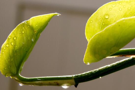 How to do the golden kudzu leaves yellowing? five causes and solutions / improper water and fertilizer is the key.