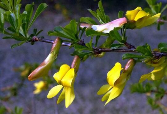 How to raise broom, breeding methods and precautions / regular pruning