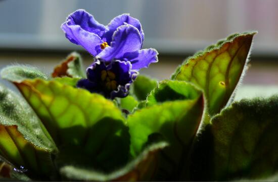 How to raise African violets, the culture methods and matters needing attention of African violets