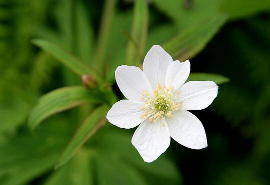 How to grow anemone, the planting method / survival rate of anemone is as high as 90%