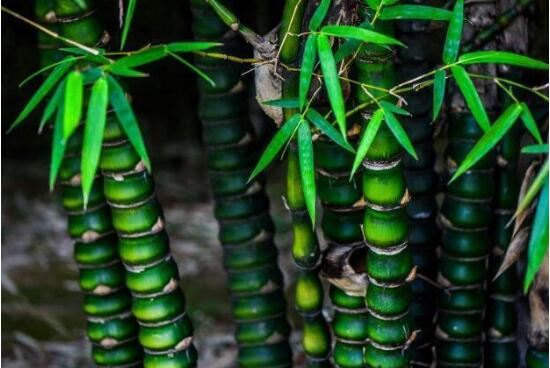 How to raise the bonsai of Luohan bamboo, the breeding methods and matters needing attention / light should be sufficient.