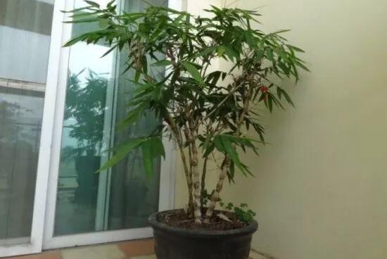 How to trim Podocarpus, how to trim Podocarpus bonsai/3 strokes cut out the perfect shape