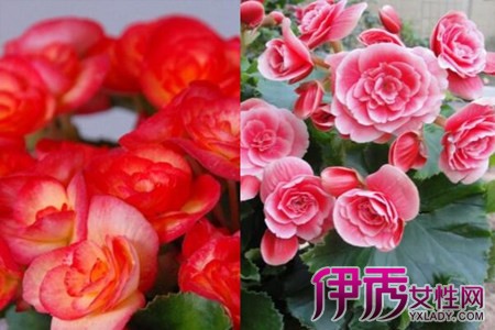 Know the breeding methods and matters needing attention of Rieger Begonia and be a flower-growing professional