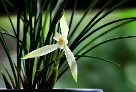 How to raise potted orchid grass, how to cultivate bluegrass and matters needing attention.