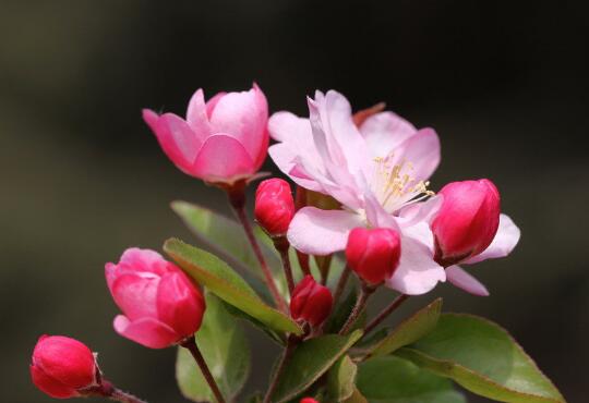 How to raise begonia in Xifu, the culture methods and matters needing attention / sufficient light of Begonia