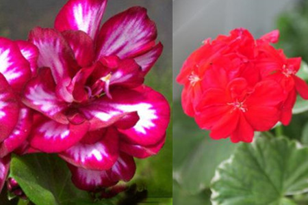 The leaf edges of silver-edged geraniums turn white. These three maintenance methods should be known.