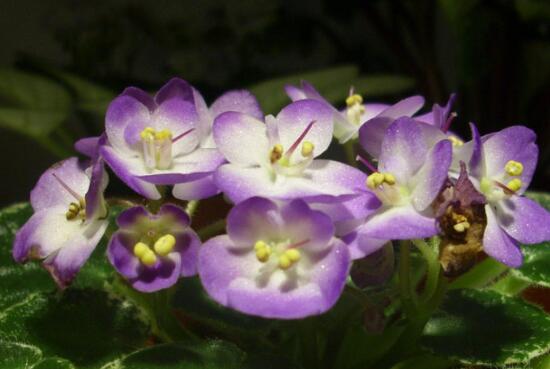 What if African violets don't blossom? how to make African violets blossom / light enough?