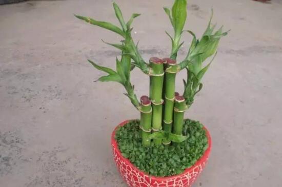 How to propagate Lily Bamboo and the method of Cuttage Propagation / rooting by cutting in Spring