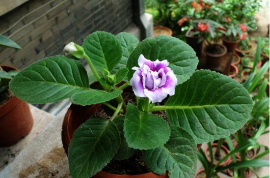 How to propagate paulownia flower? the propagation method / bulb cutting of paulownia flower is the most practical.