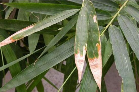 How do the leaves of Phyllostachys pubescens turn yellow? excessive light / improper watering is the key.