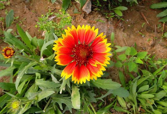 How to raise chrysanthemum, how to cultivate chrysanthemum and matters needing attention / sufficient sunshine