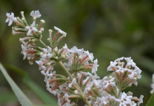 How to cultivate Buddleja officinalis, cultivation methods and precautions/sufficient light