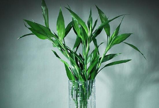 Can lily bamboo be cultured in water? the method of hydroponic culture of lily bamboo / change water every 3 days for 15 days to take root