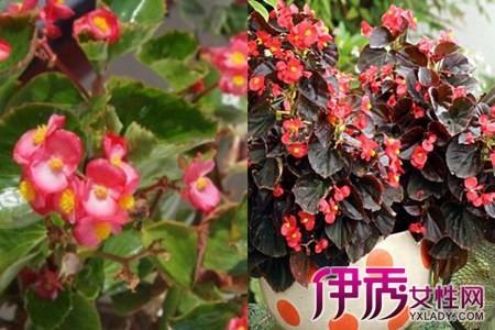 What about the scorched edges of the four Seasons Begonia leaves? skillfully teach you to cultivate flowers and plants.