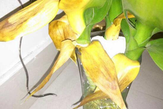 What is the reason for the yellowing of lotus bamboo leaves? what about the yellowing of lotus bamboo leaves