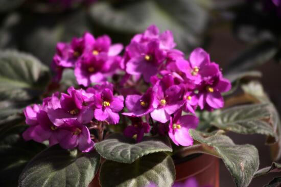 How to raise African violets in winter, management methods of African violets in winter / multi-light heating up