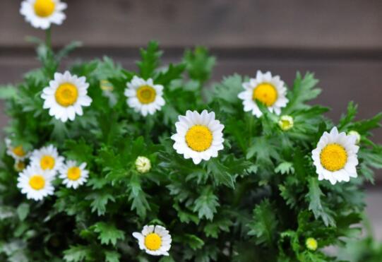 How to raise white chrysanthemum, how to raise white crystal chrysanthemum and matters needing attention / temperature control