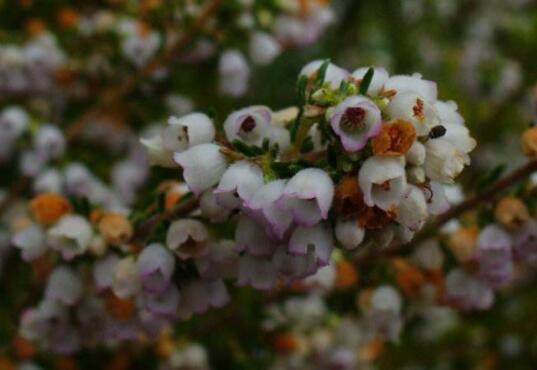 How does Photinia reproduce? the method of propagation / sowing / cutting / ramet / striping