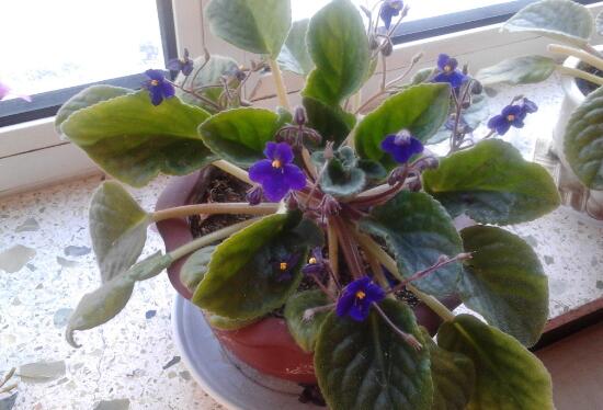 How are African violets watered? how often are African violets watered / every 3-7 days?