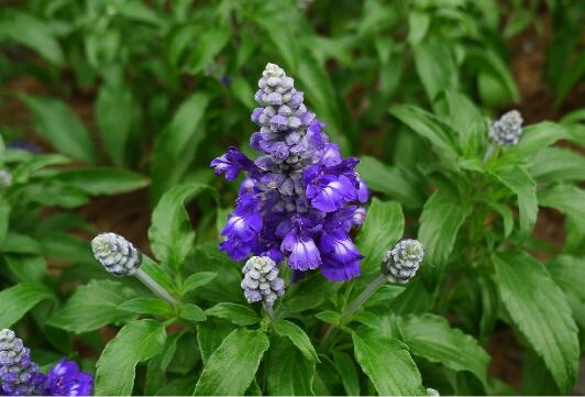 When to sow sage, the planting method of sage / sowing in spring and autumn