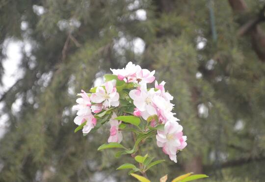 What to do with the growth of Begonia flower insects? pest control of Begonia mandshurica / 3 insects and 2 diseases