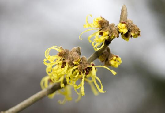 How does witch hazel reproduce? the reproduction method / sowing reproduction survival rate of witch hazel is 95%.