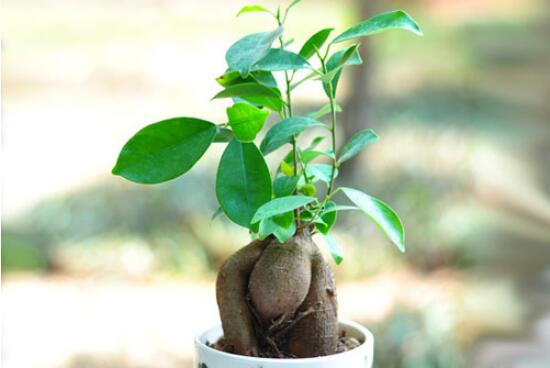 How to breed ginseng fig, ginseng fig propagation method (cutting/layering/sowing)