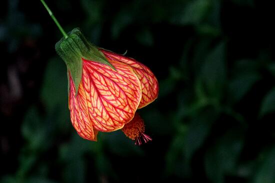 What to do when the lantern flower grows insects? disease and pest control of lantern flower / 3 insects and 2 diseases sprayed with medicine