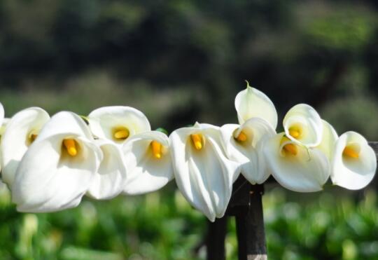 How to grow sea taro flowers? the planting technology / survival rate of sea taro flowers is as high as 95%.