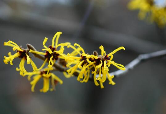 What to do with the worms of witch hazel? pest control of witch hazel / 2 insect pests and 3 diseases