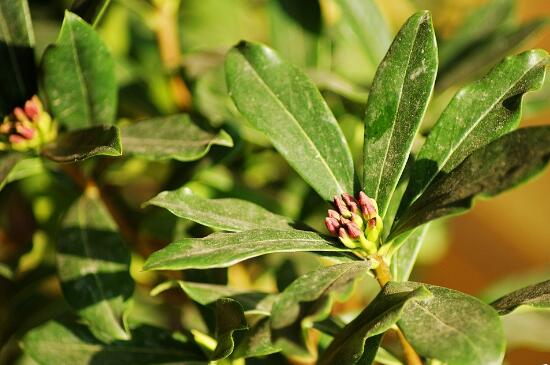 What to do with the growth of insects in Daphne fragrance flowers? disease and pest control of Daphne fragrance flowers / 4 insects and 2 diseases